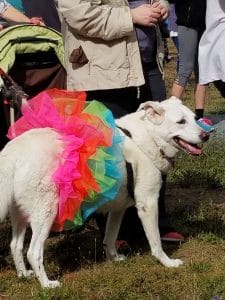 BCSPCA Community event