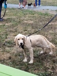 BCSPCA Community event